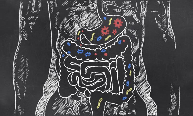 Probiotic supplements may promote weight loss in obese children