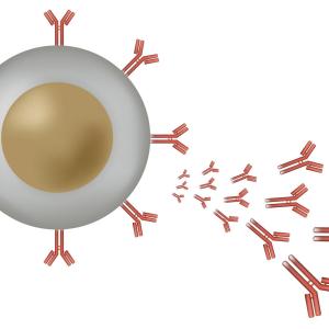 B-cells remember COVID-19, protect against reinfection