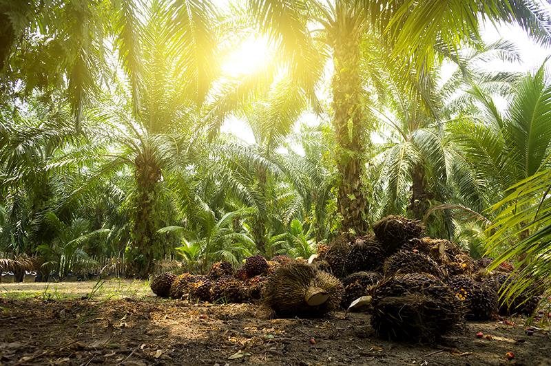 Oil palm pollen exposure may trigger, aggravate allergic diseases in Asians