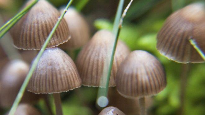Psilocybin for depression, anxiety holds manageable safety profile