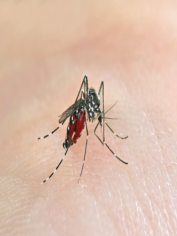Dengue (Pediatric)