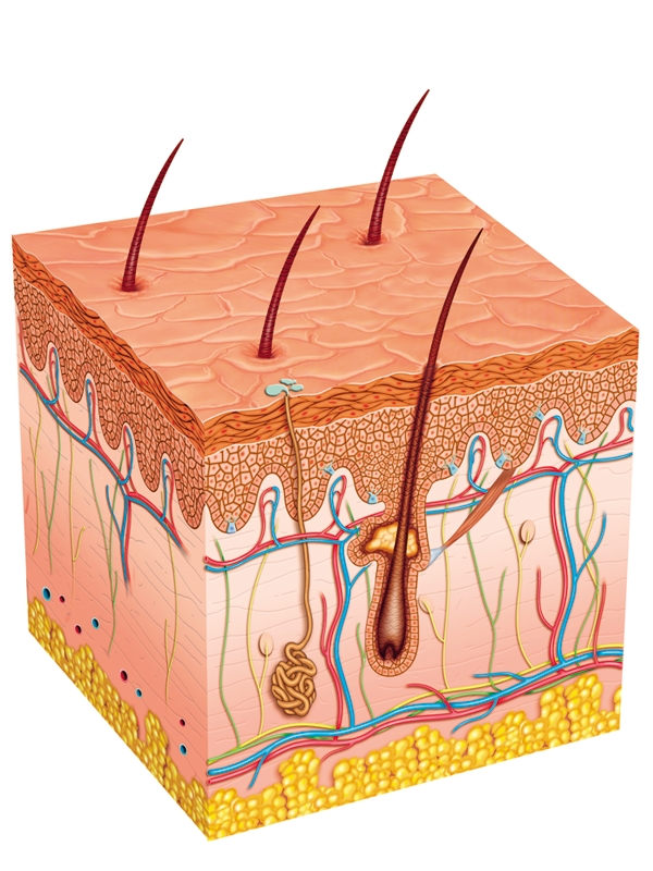 Tinea Capitis